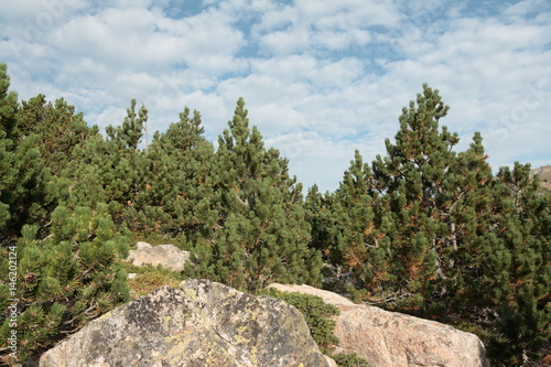 Pin à crochet dans les Pyrénées, Pinus uncinata