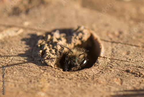 Mason Bee (Osmia lignaria) peeking out of a wood bore nest