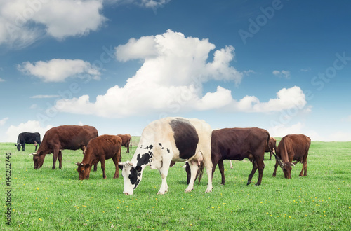 Cows on the farm field. Beautiful natural composition © biletskiyevgeniy.com