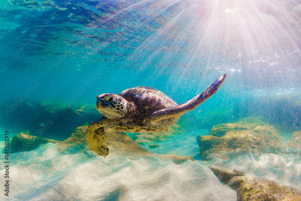 Obraz premium Endangered Hawaiian Green Sea Turtle cruising in the warm waters of the Pacific Ocean in Hawaii
