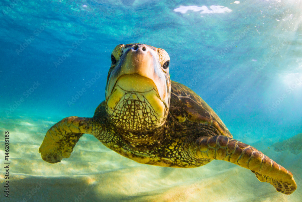 Obraz premium Endangered Hawaiian Green Sea Turtle cruising in the warm waters of the Pacific Ocean in Hawaii