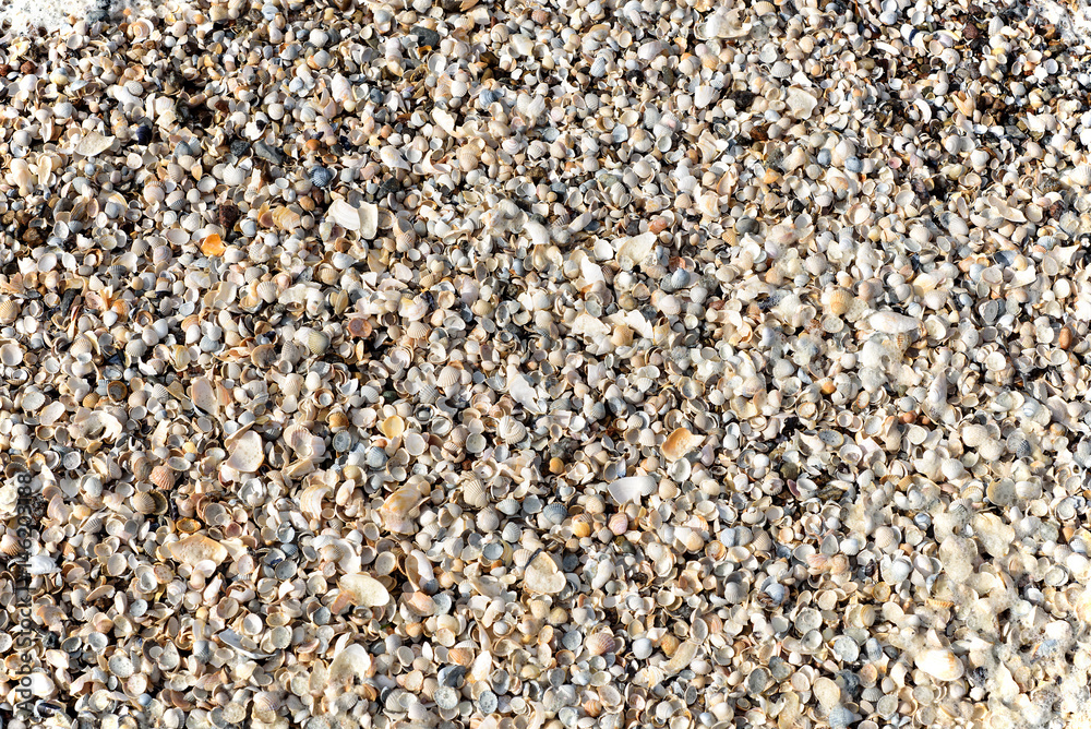 Muscheln Natur Meeresfrüchte Schnecke Muscheln Natur Meeresfrüchte Schnecke
