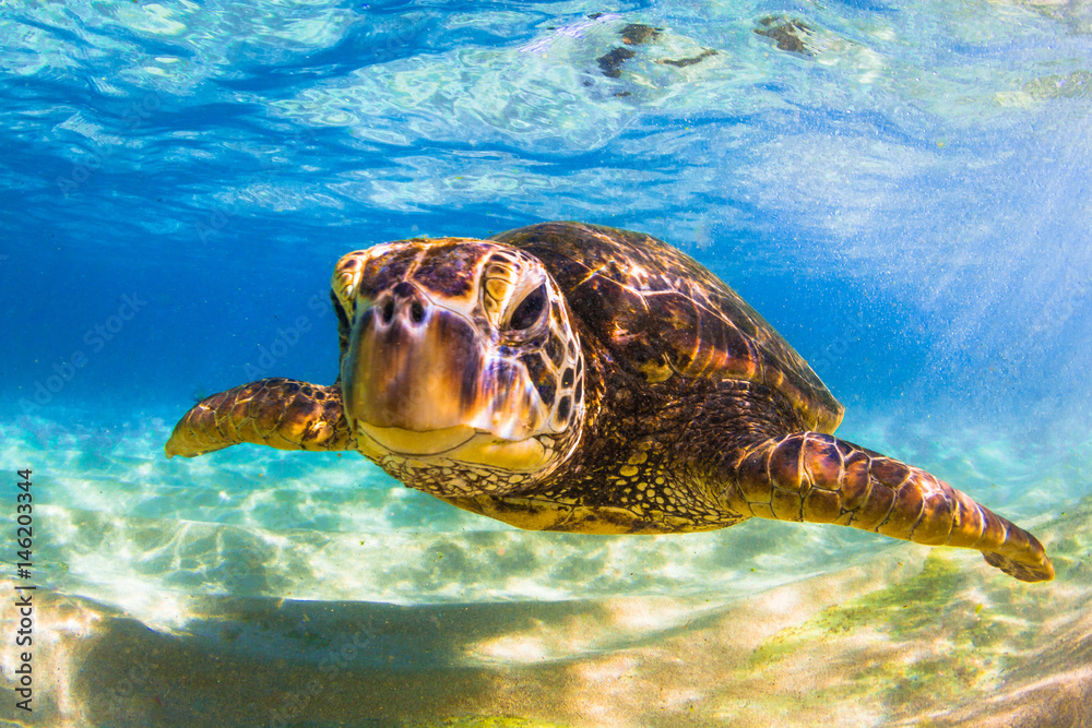 Obraz premium Endangered Hawaiian Green Sea Turtle cruising in the warm waters of the Pacific Ocean in Hawaii