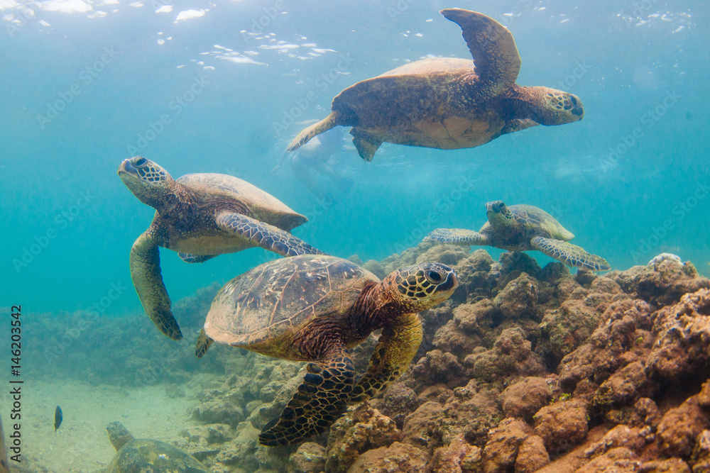 Endangered Hawaiian Green Sea Turtle cruising in the warm waters of the Pacific Ocean in Hawaii Endangered Hawaiian Green Sea Turtle cruising in the warm waters of the Pacific Ocean in Hawaii