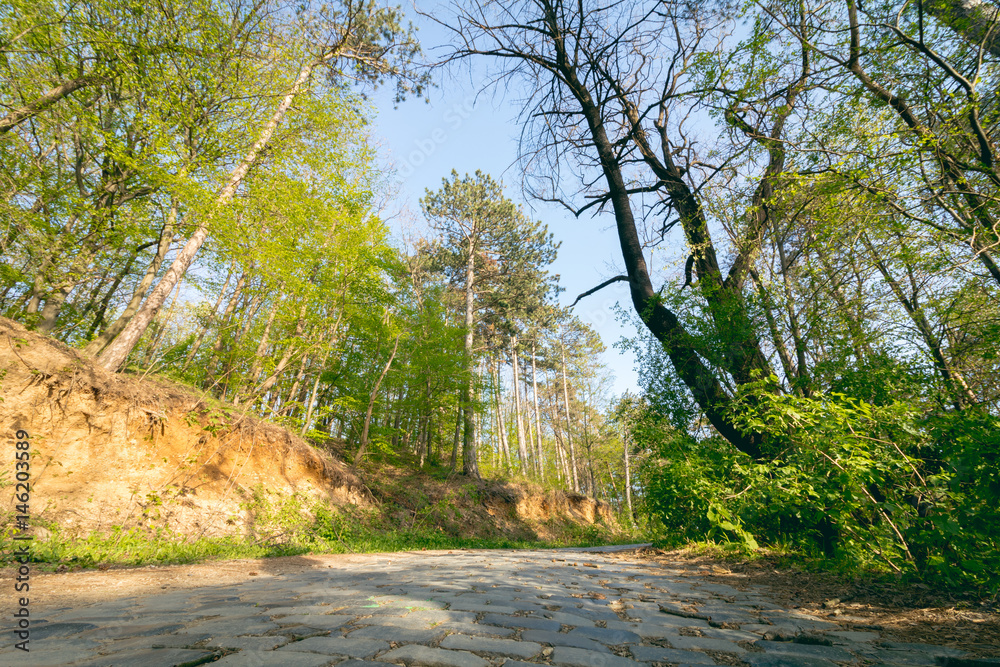 Fototapeta premium Warm sunset light into green forest