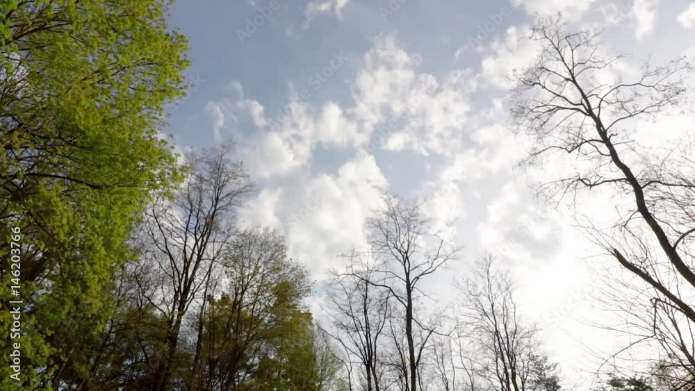 Timelapse in green forest Timelapse in green forest