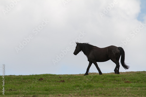 horses in field  © Igno