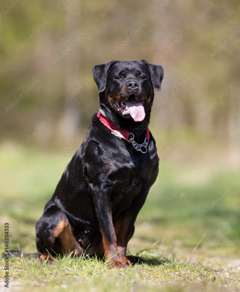 Rottweiler dog