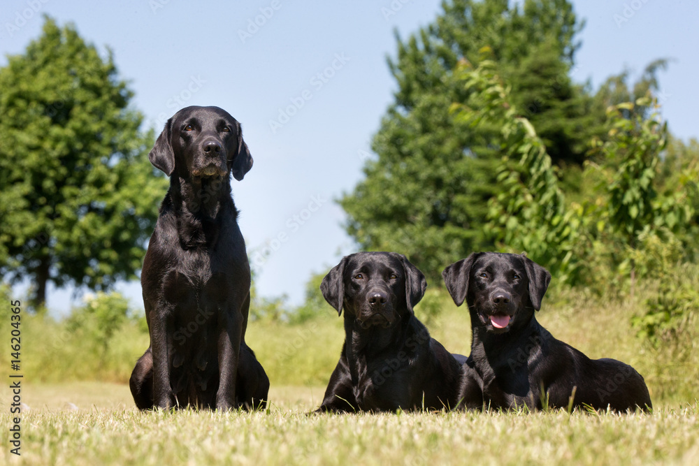 Labrador retriever dog