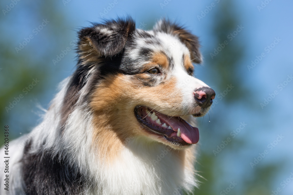 Australian shepherd