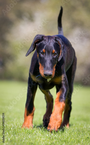 Valokuvatapetti Young dobermann dog