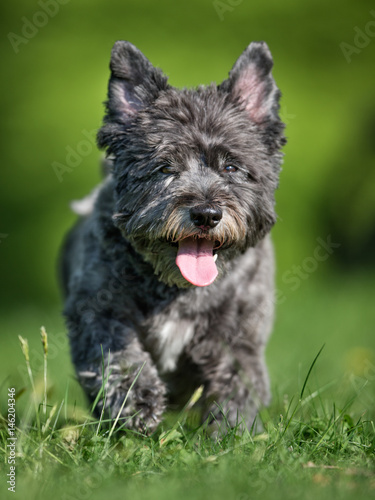 Cairn terrier dog © Mikkel Bigandt