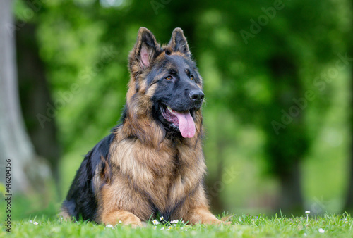 Konstfotografi German shepherd dog