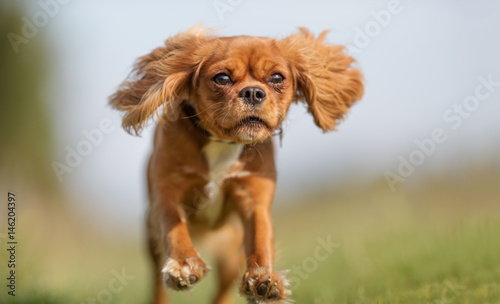 Cavalier king charles spaniel dog