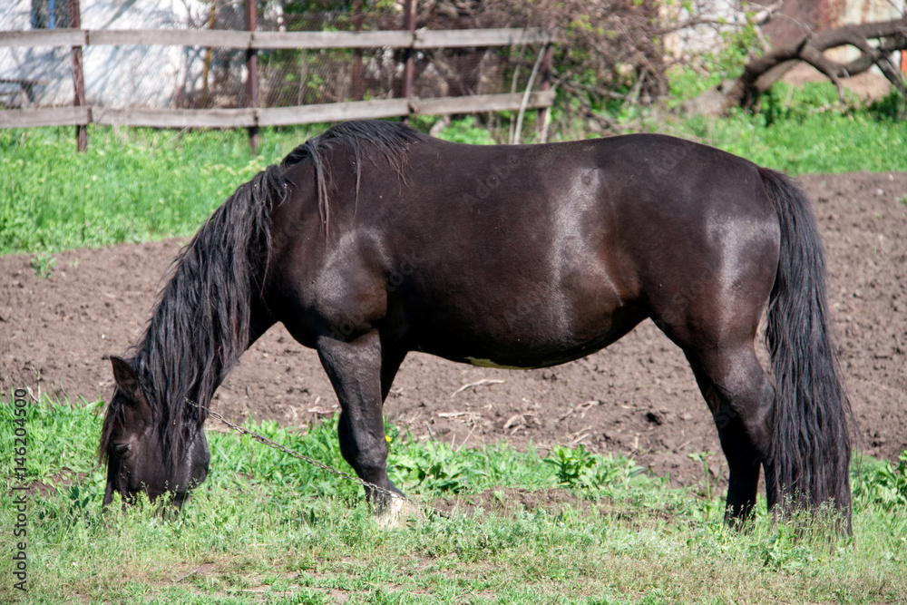 Black horse grazing on a meadow in the village