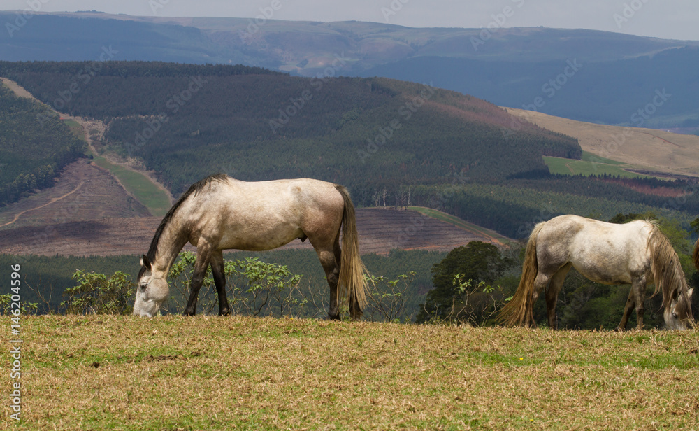 horses in field 