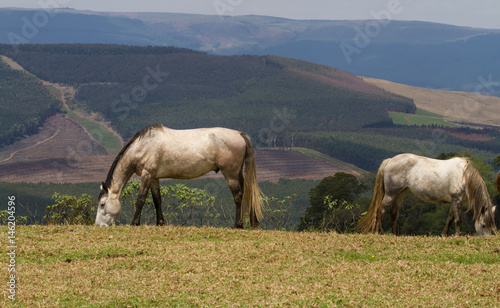 horses in field 