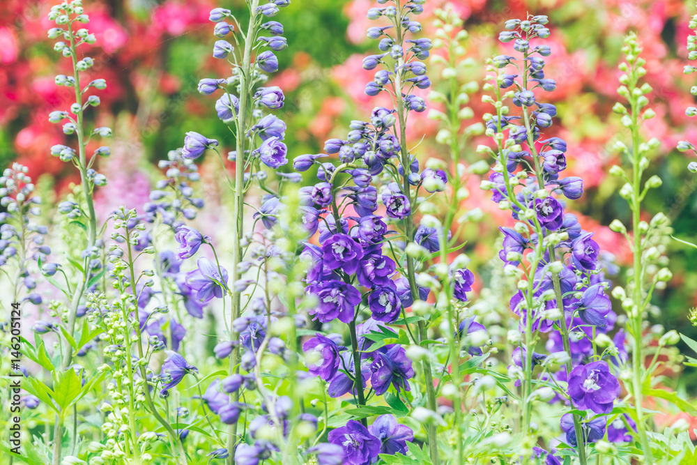 Obraz premium Lavender field in bloom,view of formal garden.
