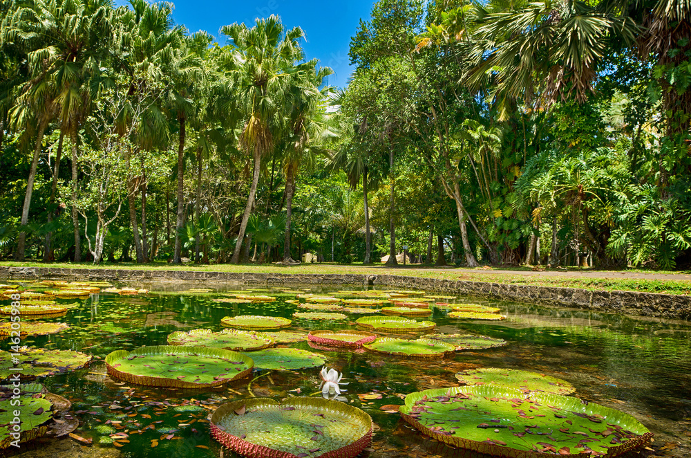 Sir Seewoosagur Ramgoolam Botanical Garden, Victoria Amazonica Giant Water Lilies, Mauritius Sir Seewoosagur Ramgoolam Botanical Garden, Victoria Amazonica Giant Water Lilies, Mauritius