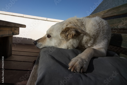 White Dog Waiting photo