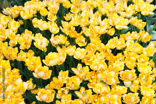 Fototapeta Naklejka Na Ścianę i Meble -  Tulip Aquila. A sort of tulip.