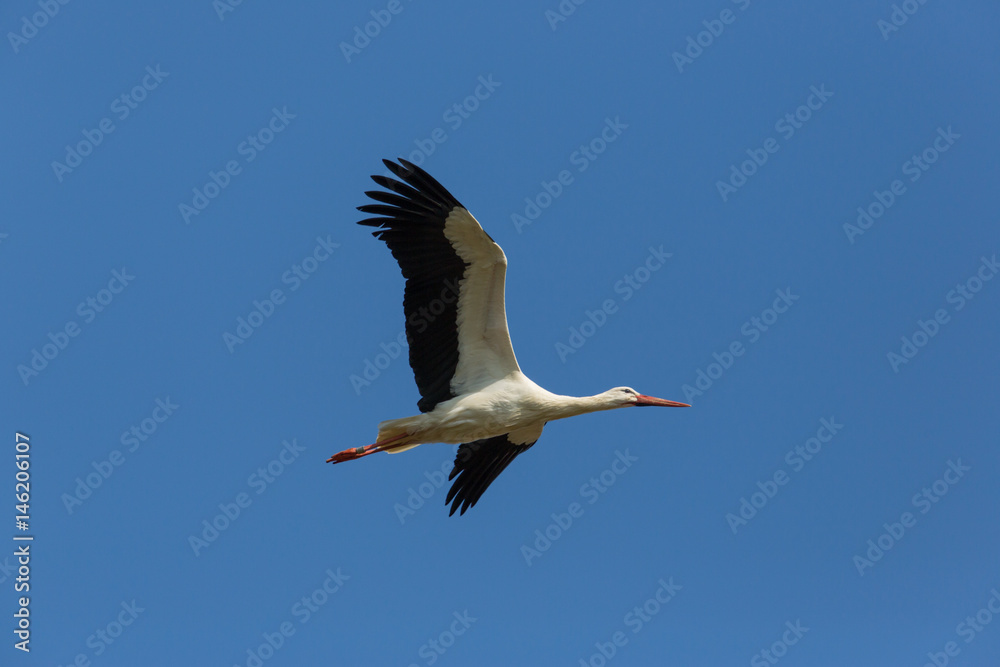 Flying white stork (Ciconia ciconia) in blue sky Flying white stork (Ciconia ciconia) in blue sky