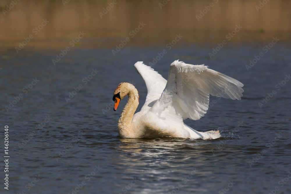 Fototapeta premium portrait of mute swan (Cygnus olor) cleaning plumage