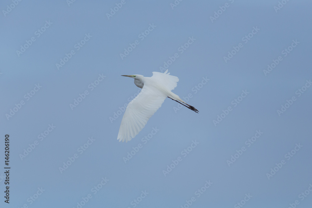 great white egret (Egretta alba) during flight in blue sky great white egret (Egretta alba) during flight in blue sky