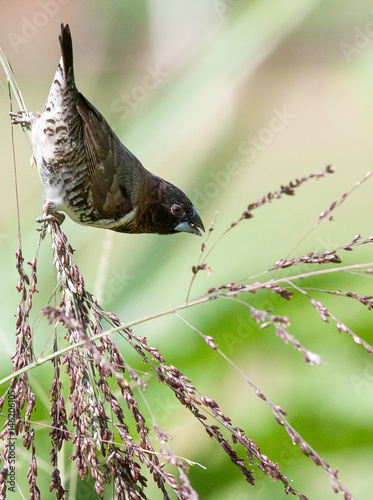Bronze mannikin eating grass seeds photo