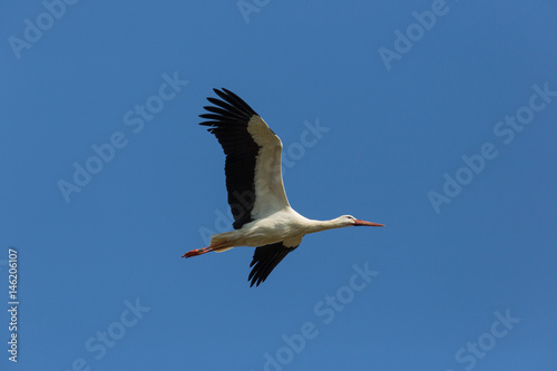 Flying white stork (Ciconia ciconia) in blue sky