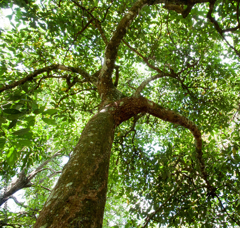 Fototapeta premium Tree trunk and canopy