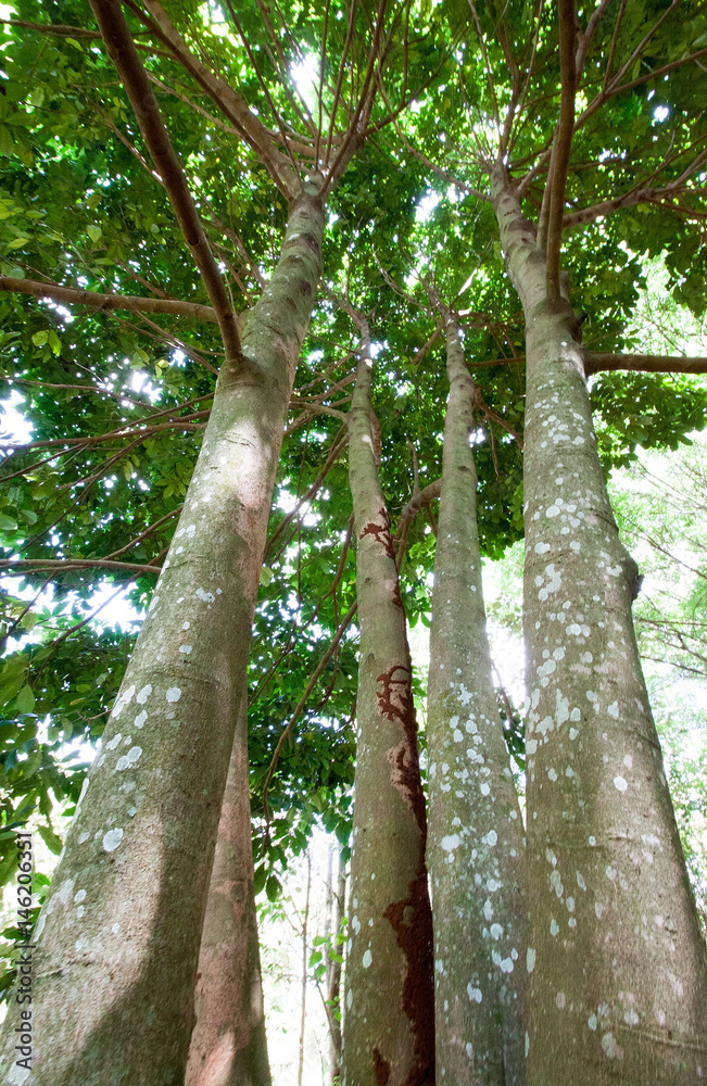 Fototapeta premium Tall trees with canopy