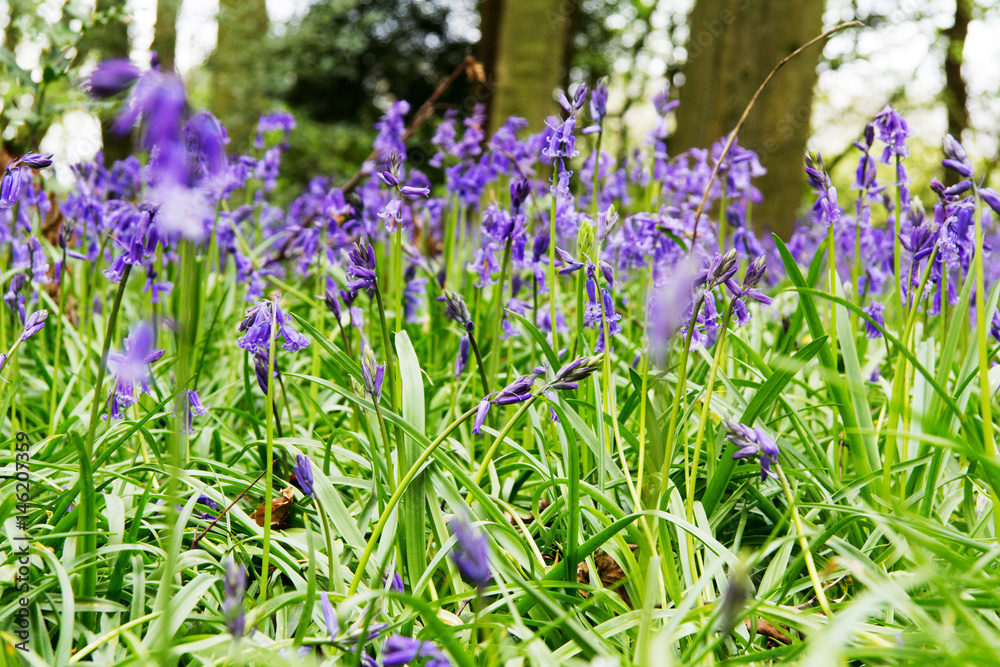 Bluebells growing on an english woodland floor Bluebells growing on an english woodland floor