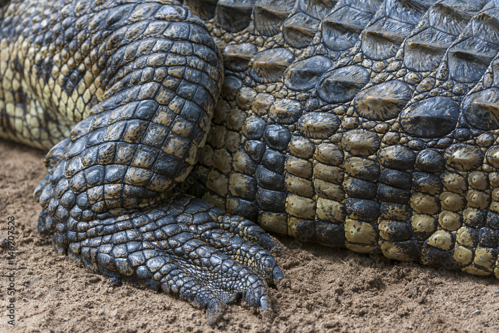 Nile crocodile (Crocodylus niloticus). Detail of rear leg and foot. KwaZulu Natal. South Africa Nile crocodile (Crocodylus niloticus). Detail of rear leg and foot. KwaZulu Natal. South Africa