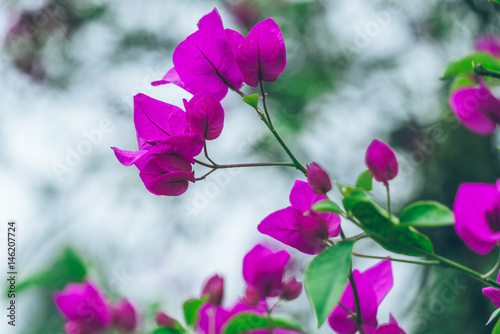 Close-Up Of Pink Flower Blooming Outdoors shot in Shanghai China.