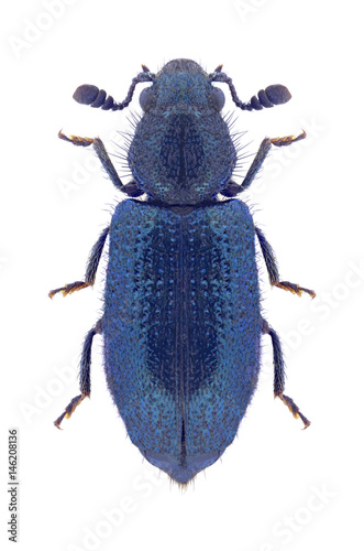 Beetle Necrobia violacea on a white background