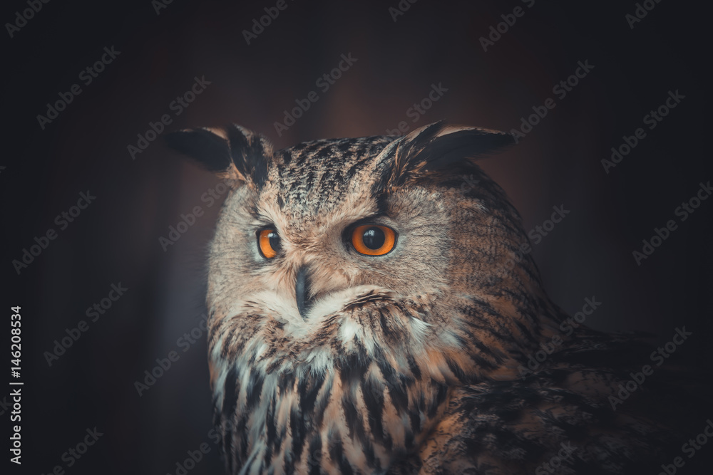 Fototapeta premium eagle owl
