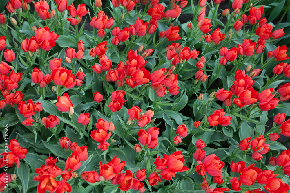 Tulip Multi Orange Design. A sort of tulip. 