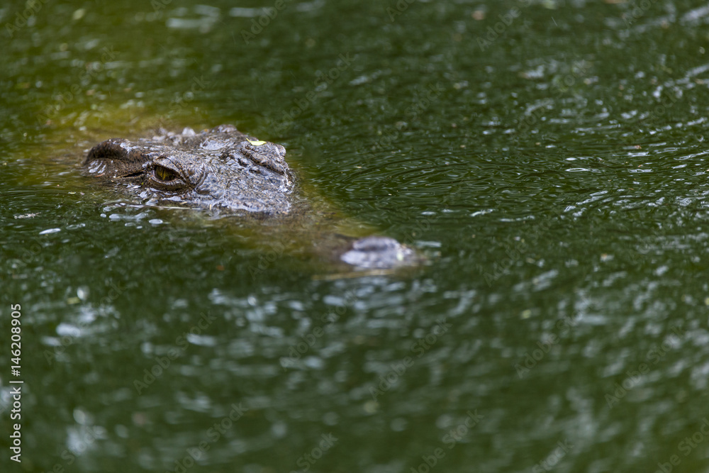 Nile crocodile (Crocodylus niloticus) submerged in water. KwaZulu Natal. South Africa Nile crocodile (Crocodylus niloticus) submerged in water. KwaZulu Natal. South Africa