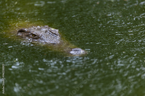 Nile crocodile (Crocodylus niloticus) submerged in water. KwaZulu Natal. South Africa