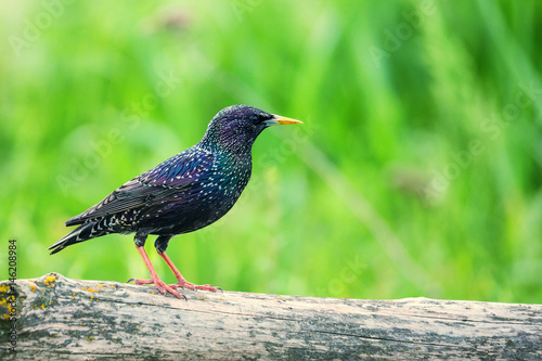 Bilde på lerret Beautiful glossy starling