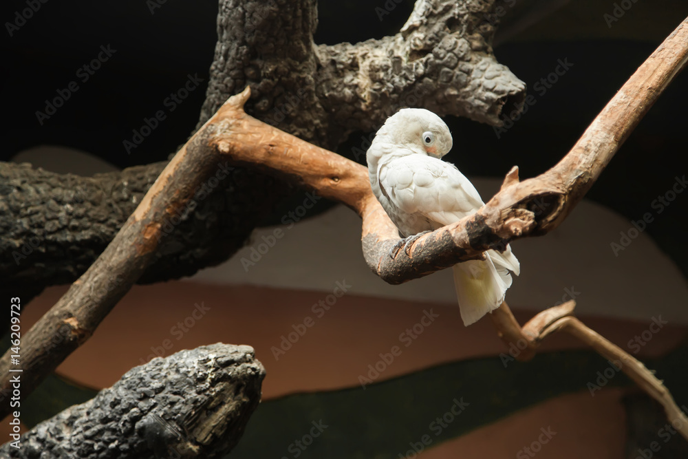 beautiful white parrot sitting on a branch