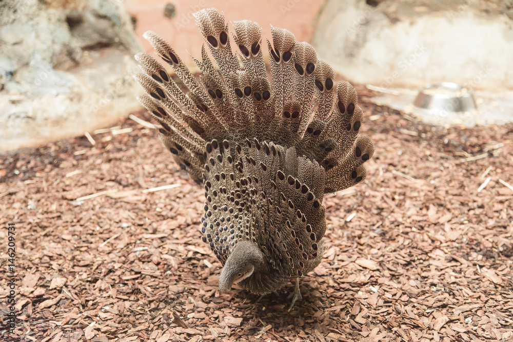Obraz premium Grey peacock-pheasant close up