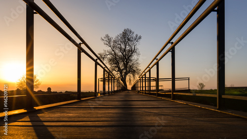 Wooden Walkway leading to a single tree at sunset against blue sky in Almeida, Portugal