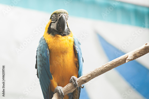 Ara glaucogularis closeup sitting on a branch photo