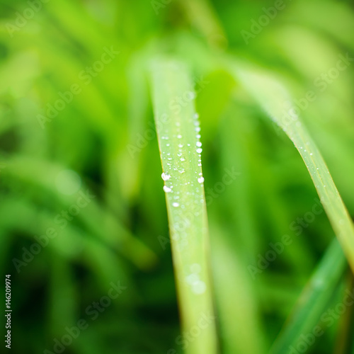 Close up of fresh morning dew on spring grass