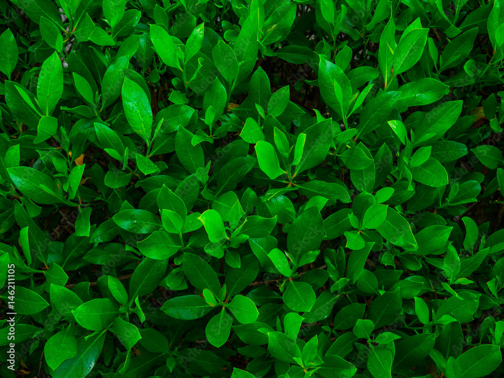 Green leaf texture / leaf texture background / Copy space Green leaf texture / leaf texture background / Copy space
