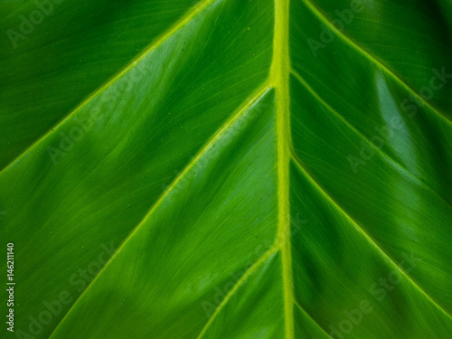 Green leaf texture / leaf texture background / Copy space