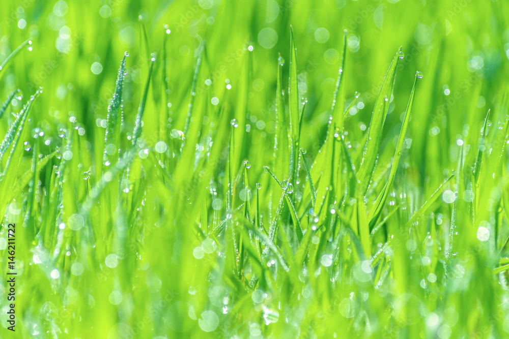 Naklejka premium wet grass on a blurred background lush meadow, dew glistening with sunlight, bokeh