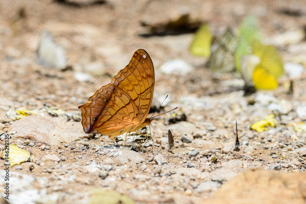 many pieridae butterflies gathering water on floor many pieridae butterflies gathering water on floor